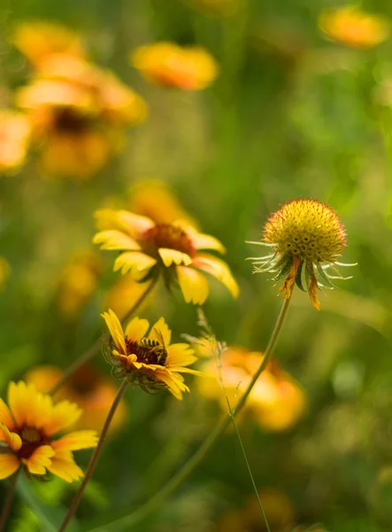 Yaz çiçek arka plan — Stok fotoğraf