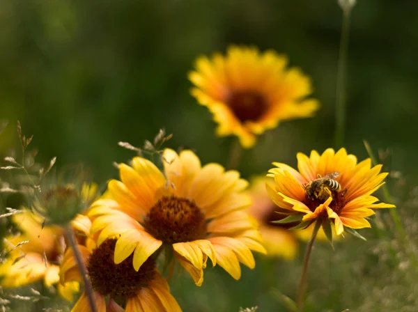 Lato kwiatów tła — Zdjęcie stockowe