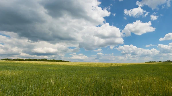 Reifer Weizen, Panorama — Stockfoto