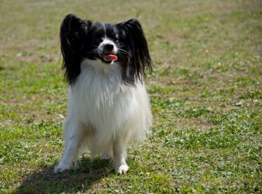 Papillon köpek