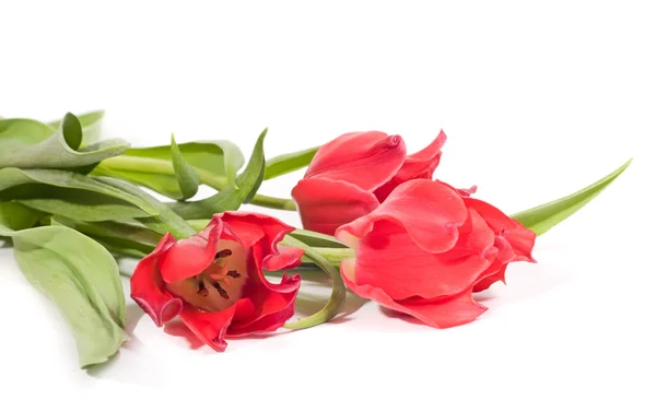 Lindas tulipas rosa isoladas em um fundo branco — Fotografia de Stock