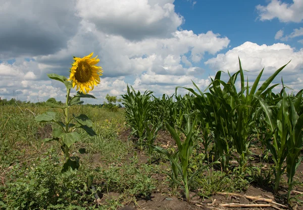 Campo de girasol y maíz — Foto de Stock