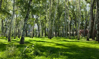 şehir parkında huş ağacı