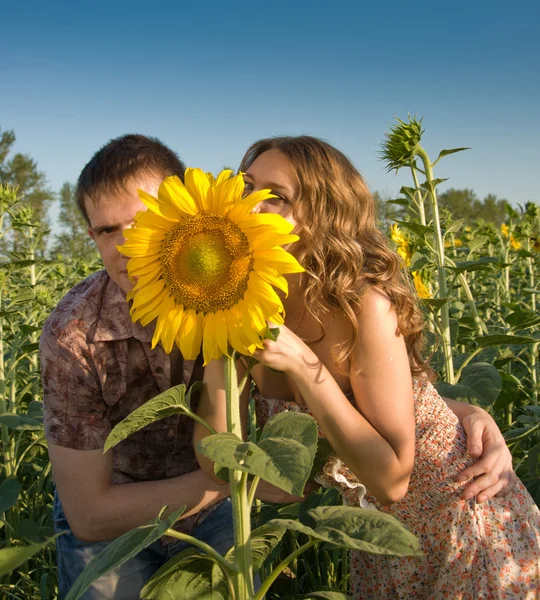 Miłości para i słonecznik na polu — Zdjęcie stockowe