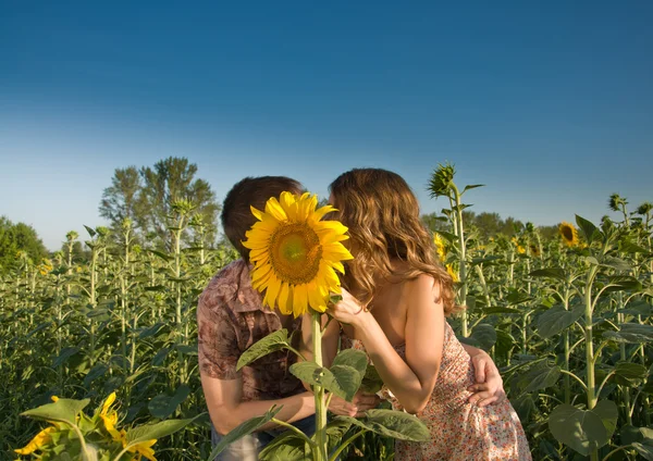 Miłości para i słonecznik na polu — Zdjęcie stockowe