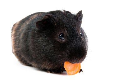 Guinea pig with carrot isolated on white background clipart