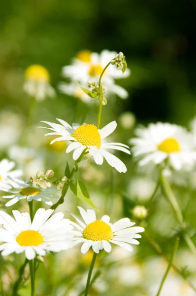 White beautifuls chamomiles on the green background. — Stock Photo, Image