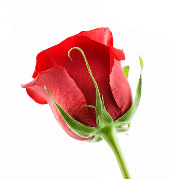 Червона троянда , — стокове фото