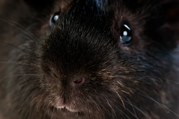 stock image Funny brown cavy closel-up