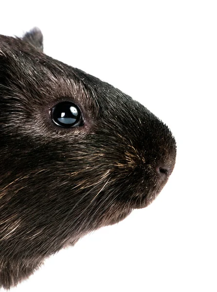 Brown cavy on white background — Stock Photo, Image