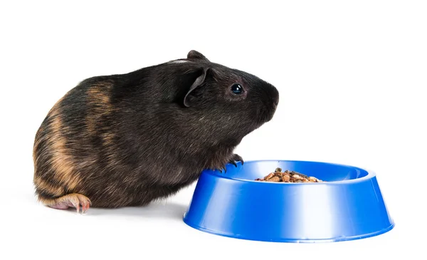 Guinea pig eating on the white background — Stock Photo, Image