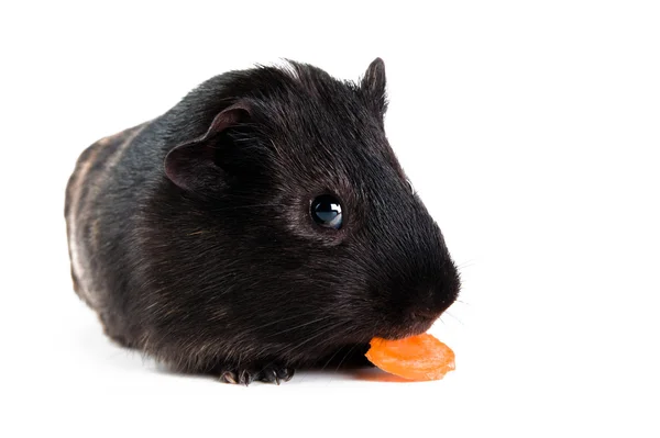 Guinea pig with carrot isolated on white background — Stock Photo, Image