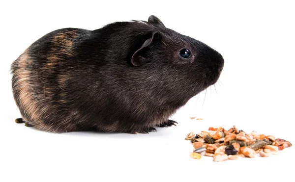 Guinea pig with carrot isolated on white background — Stock Photo, Image