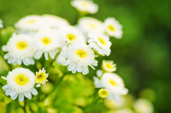Piękne, białe kwiaty — Zdjęcie stockowe