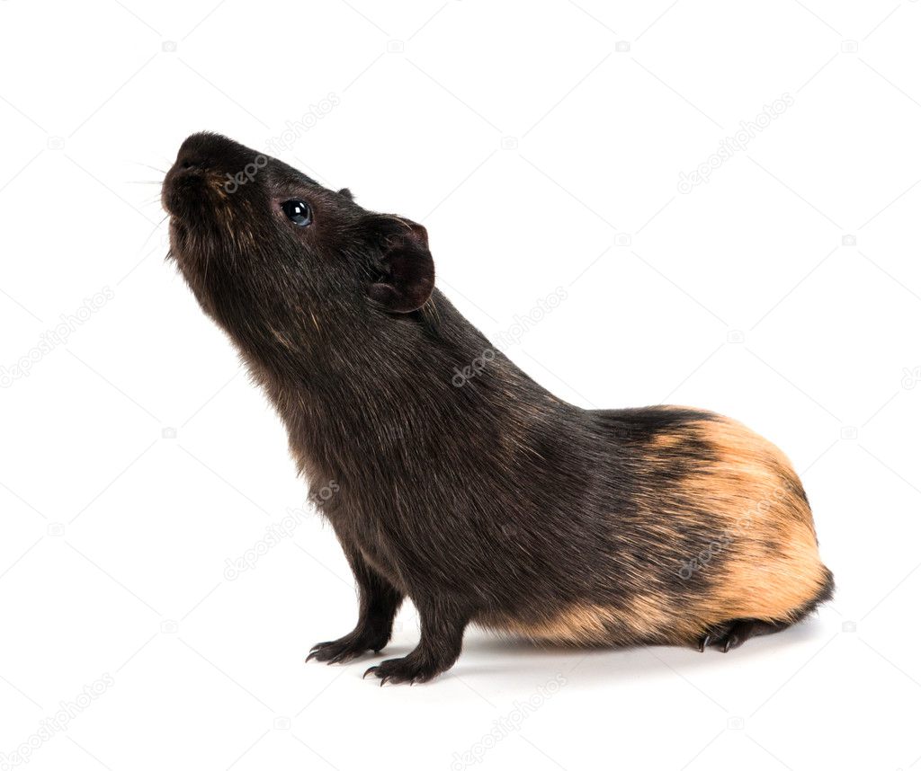Guinea pig stands on its hind legs (ramps). Isolated on white ba
