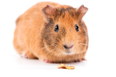 Guinea pig with seeds isolated on white background clipart