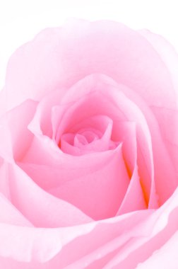 pembe Gül