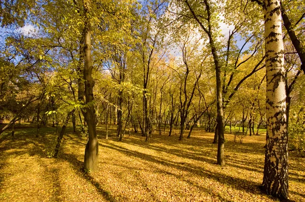 ป่าตอนเย็นสีทอง — ภาพถ่ายสต็อก