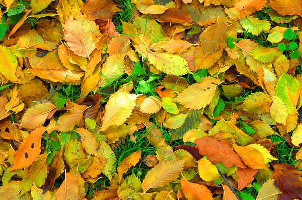 Yellow leafs — Stock Photo, Image