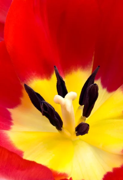 Red tulip detail — Stock Photo, Image