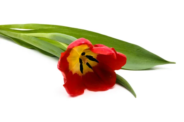 Gyönyörű tulipán — Stock Fotó