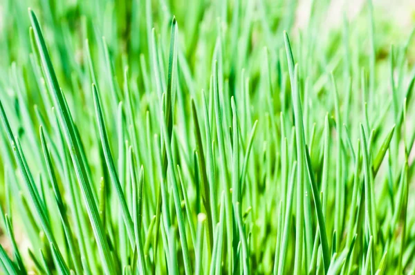 Long grass meadow closeup — Stock Photo, Image