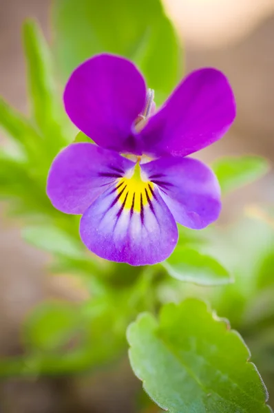 Violet flower against green background — Stock Photo, Image