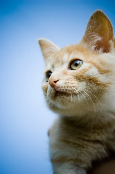 stock image Orange tabby kitten portrait.