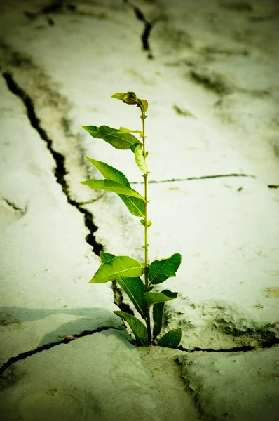 stock image Green plant growing from cracked earth