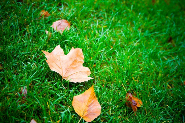 Fallen leaves on the bright green grass. — Stock Photo, Image