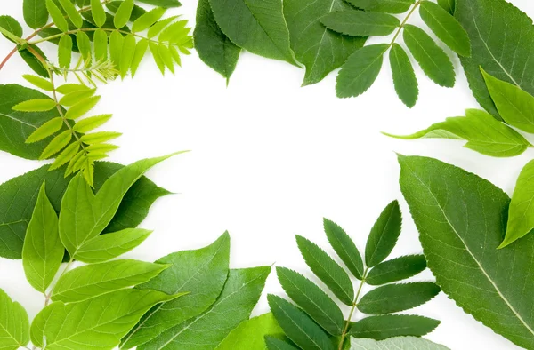 Verse groene bladeren grens — Stockfoto