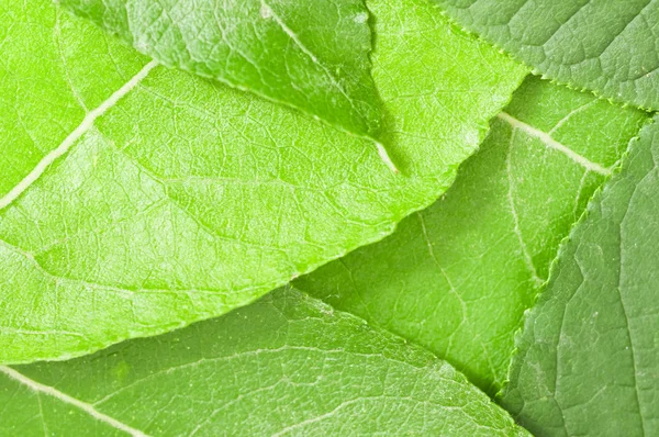 Fresh green leaves background — Stock Photo, Image