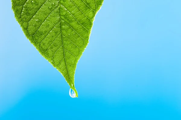 Зеленый лист с каплей воды над водой — стоковое фото