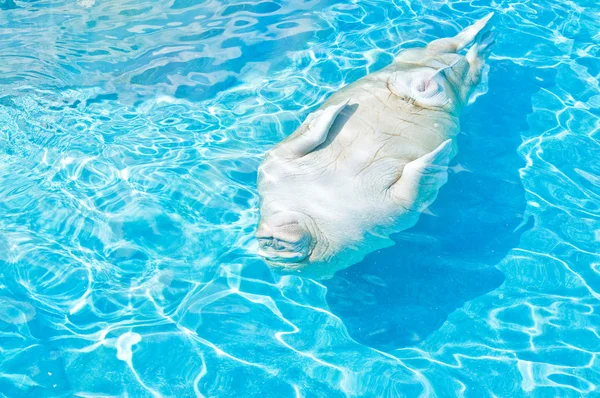 Sjölejon i vattnet — Stockfoto