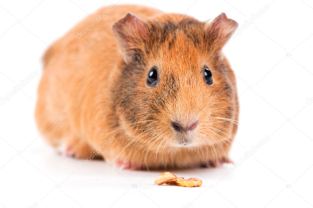 Guinea pig with seeds isolated on white background