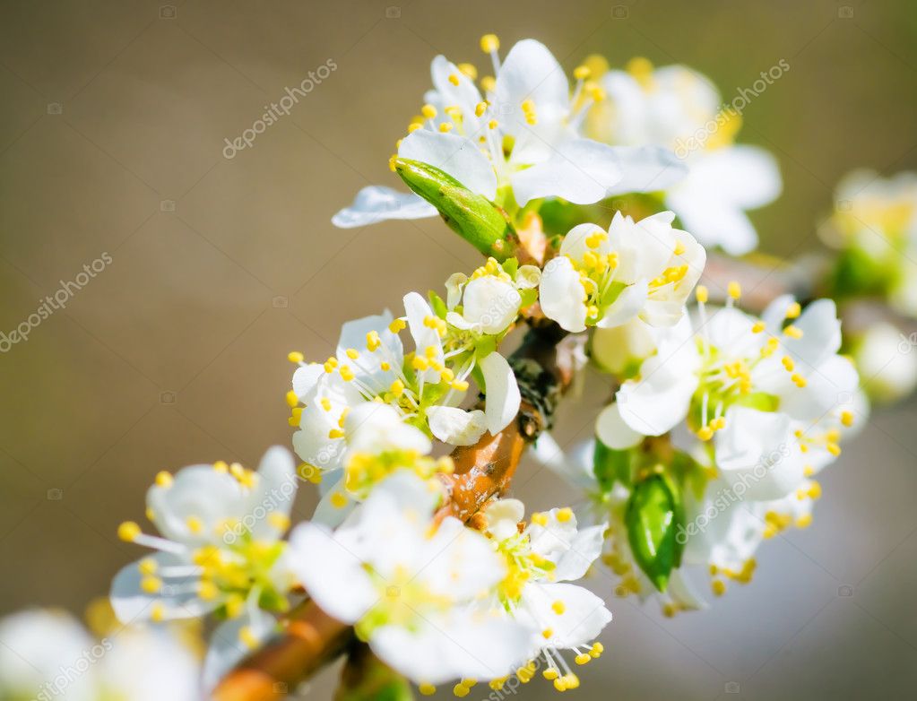 Plum-tree branch in bloom