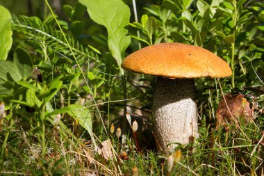 Turuncu-cap boletus orman