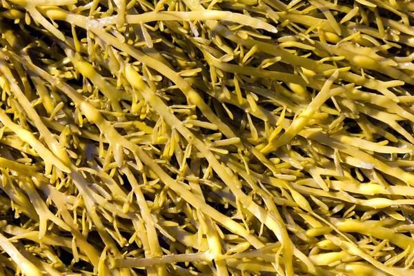 Bruine algen, ascophyllum — Stockfoto