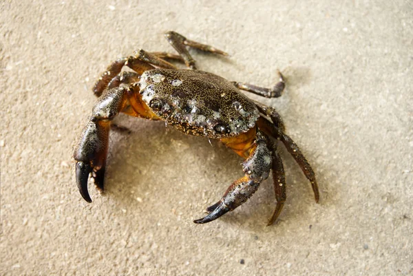 Assis sur le crabe du sable — Photo