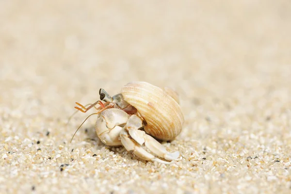 Hermite Crabe sur une plage — Photo