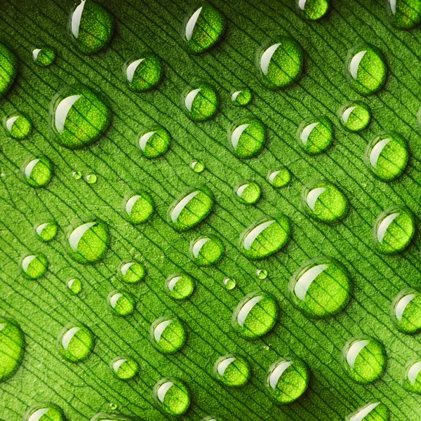 Капли воды на листе — стоковое фото