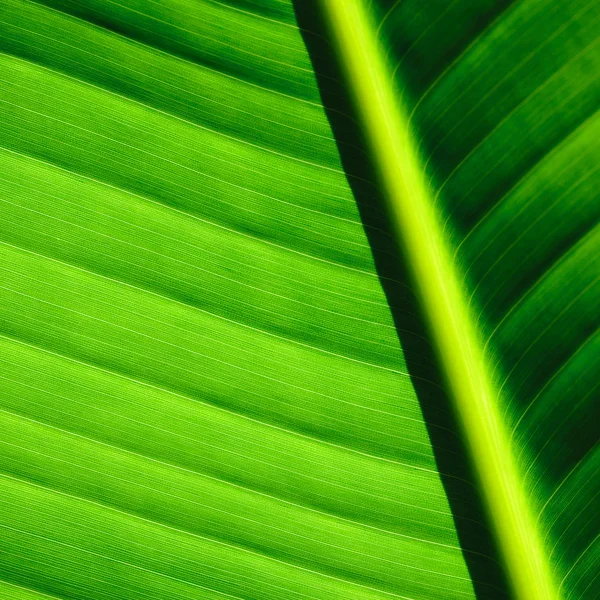 Palm tree leaf background — Stock Photo, Image
