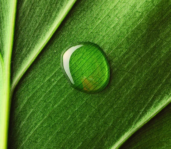 Water drop on leaf — Stock Photo, Image