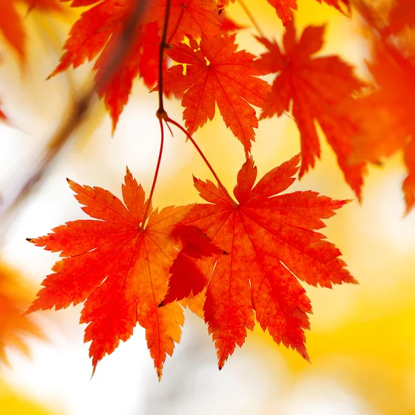 Осенние кленовые листья — стоковое фото