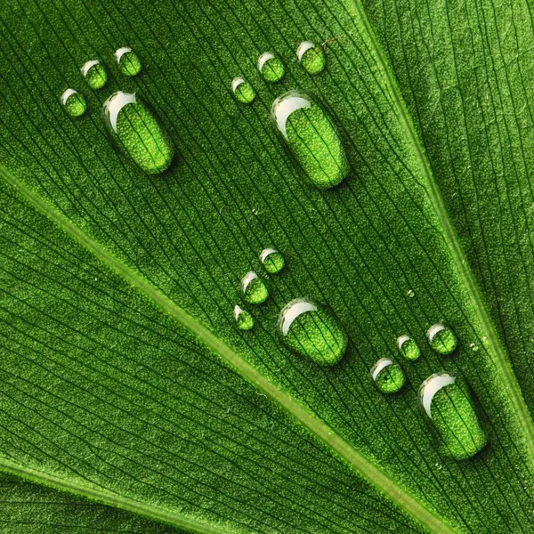 Water footprints on leaf — Stock Photo, Image