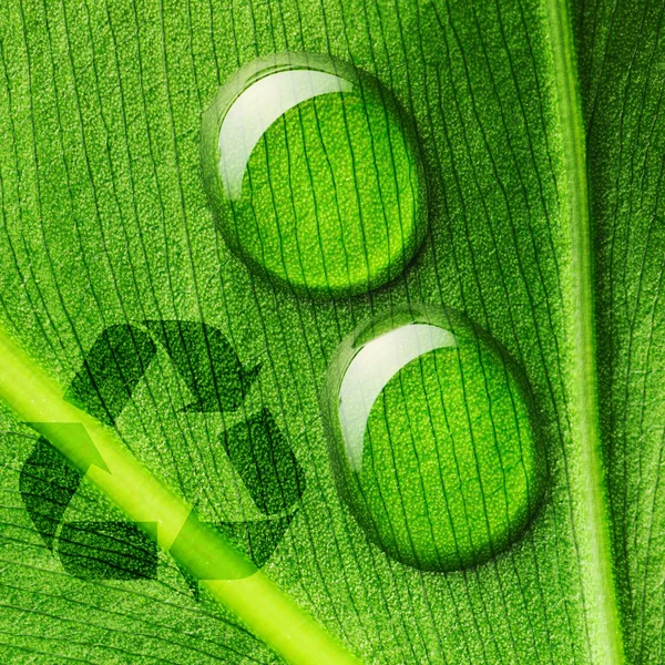 Waterdruppels op blad en recycle logo — Stockfoto