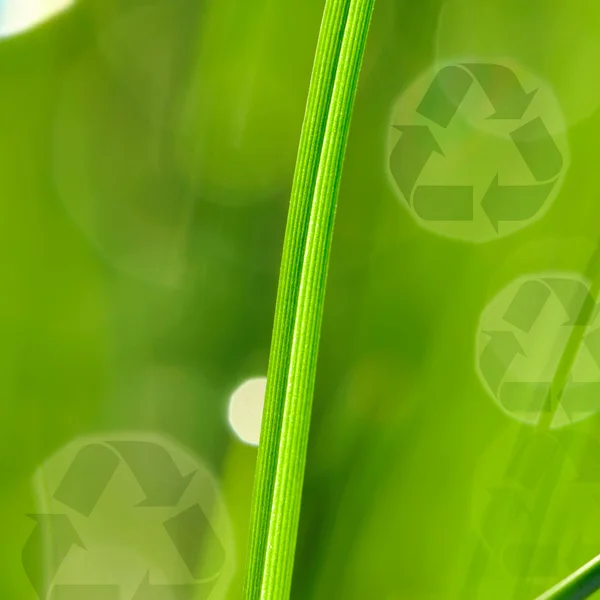 朝の草し、ロゴをリサイクル — ストック写真
