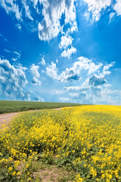 stock image Rape field