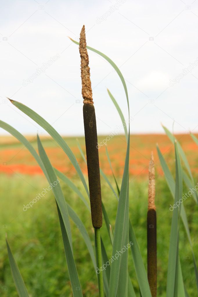 Reed field