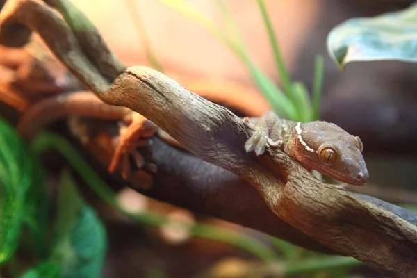 stock image Lizards